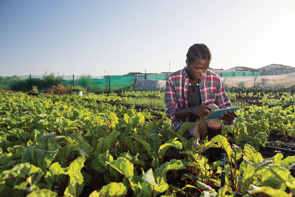 Boy Picking Rhubarb