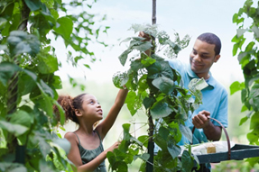 Working in the garden